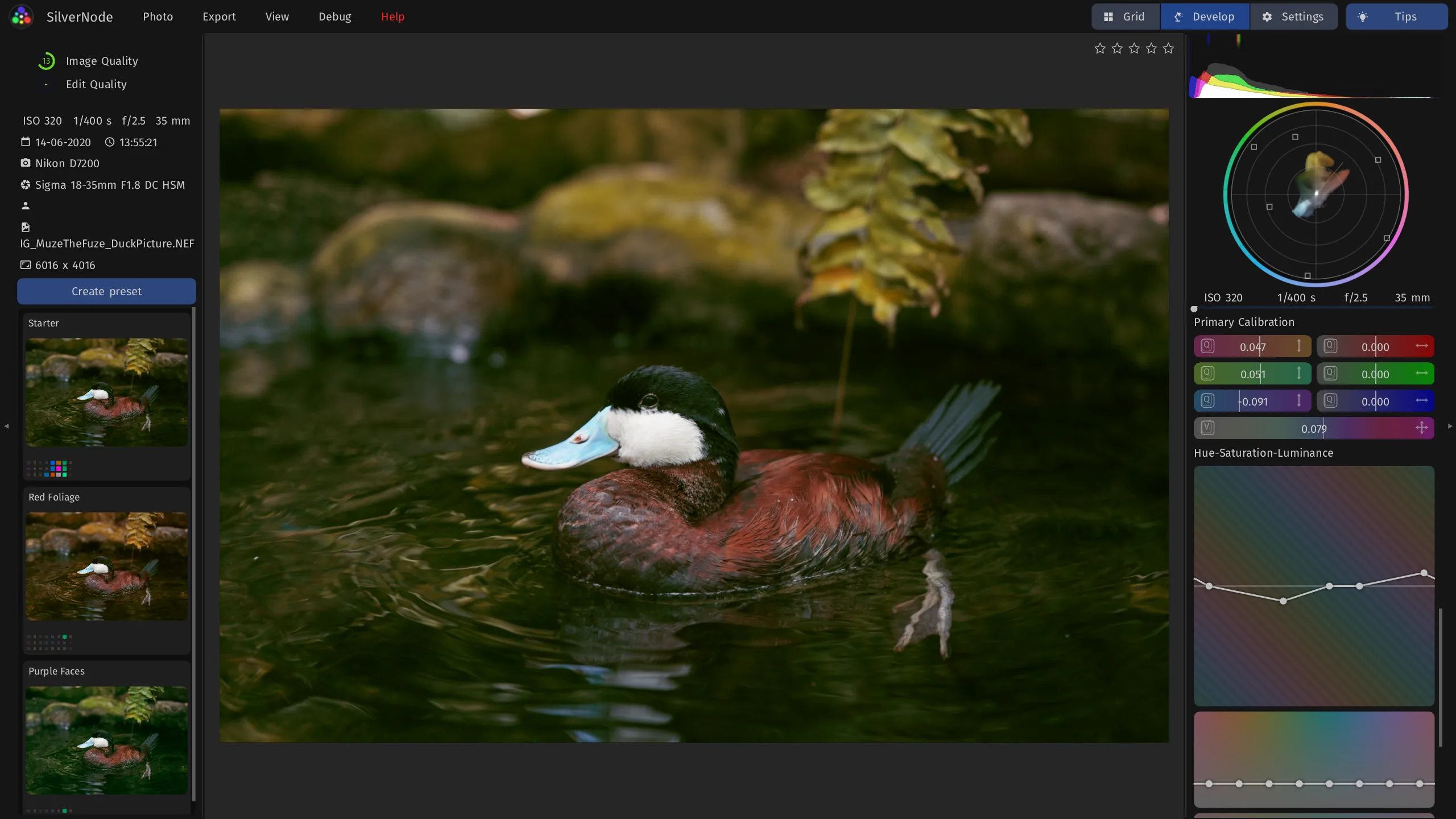 Developing a photo of a ruddy duck swimming among ferns, with the primary calibration and hue-saturation-luminance curves.